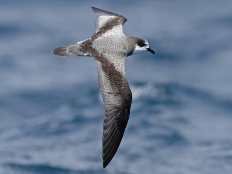 Stejneger's Petrel