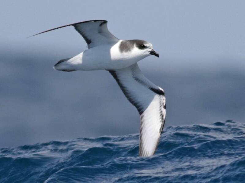 Petrel de Stejneger, Fotos 3