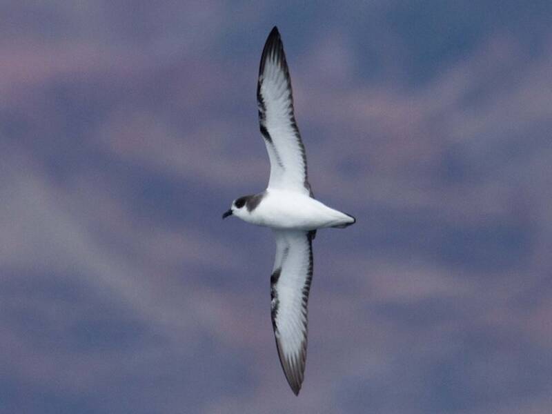 Petrel de Stejneger, Fotos 2