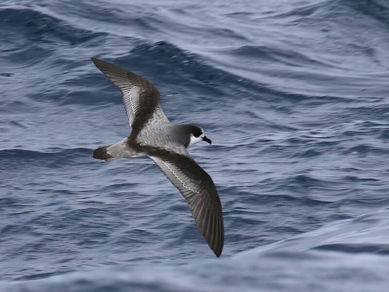 Petrel de Stejneger, Fotos 4