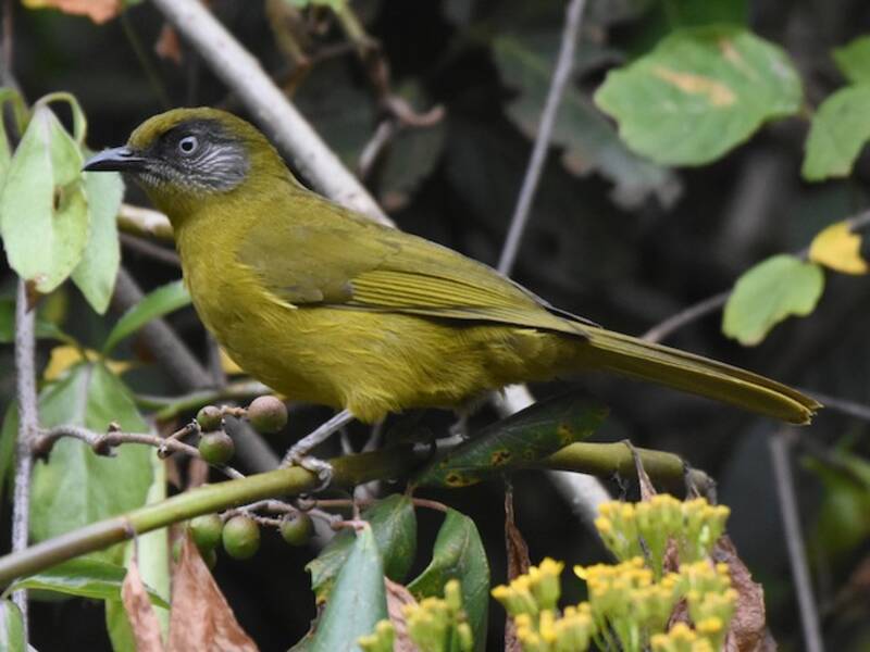 Bulbul testoliva