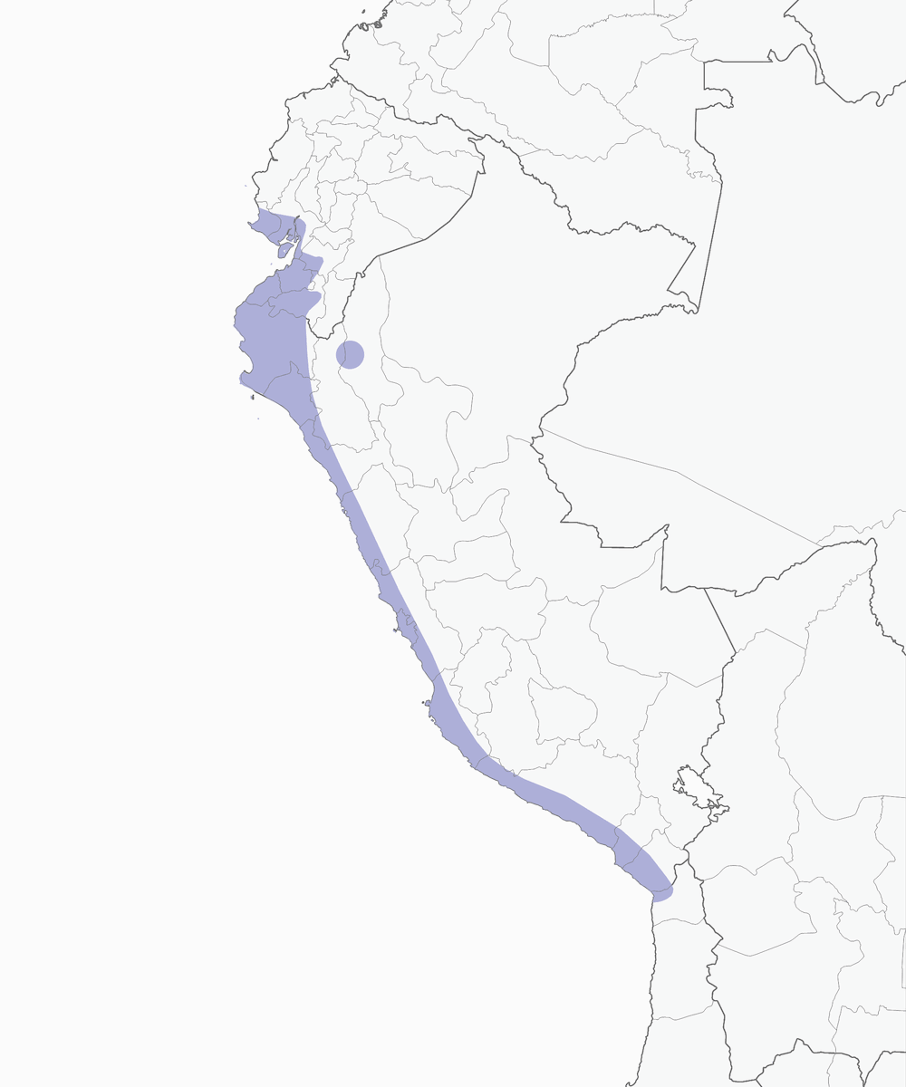 Tirano de campo colicorto, Distribución 1