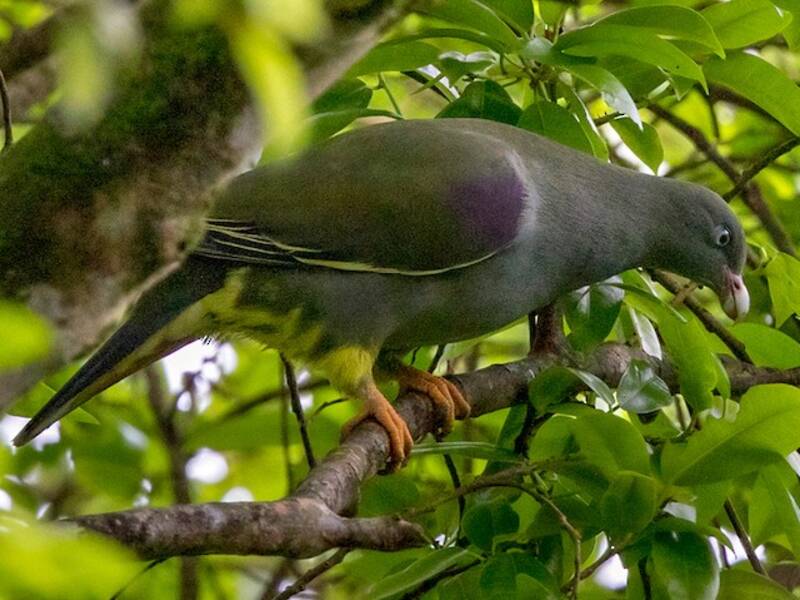 Sao Tome Green-Pigeon