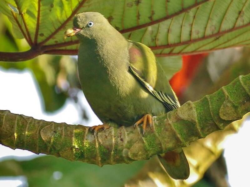 Paloma verde de Santo Tomé, Fotos 3