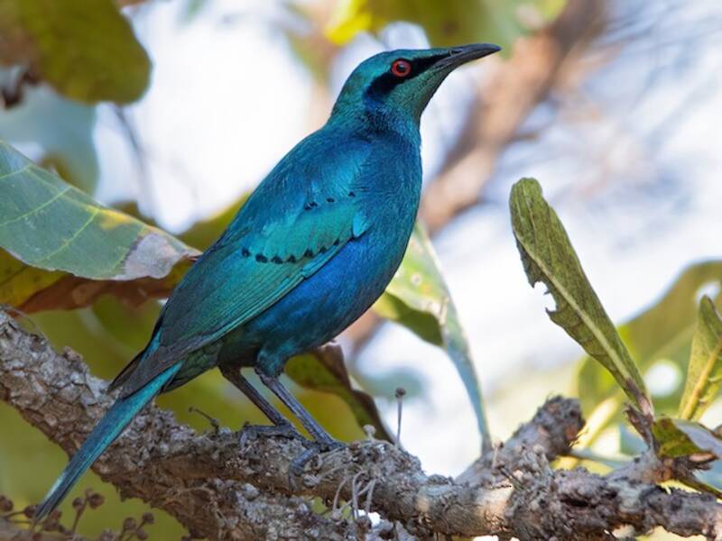 Sharp-tailed Starling