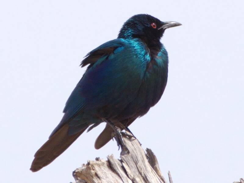 Sharp-tailed Starling, Photos 2