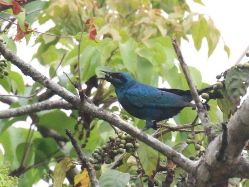 Sharp-tailed Starling, Photos 3