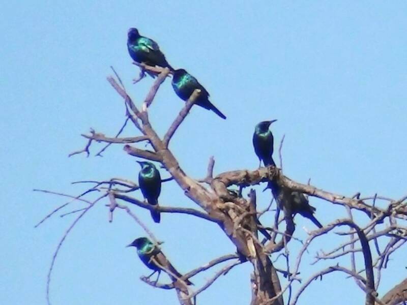 Sharp-tailed Starling, Photos 4