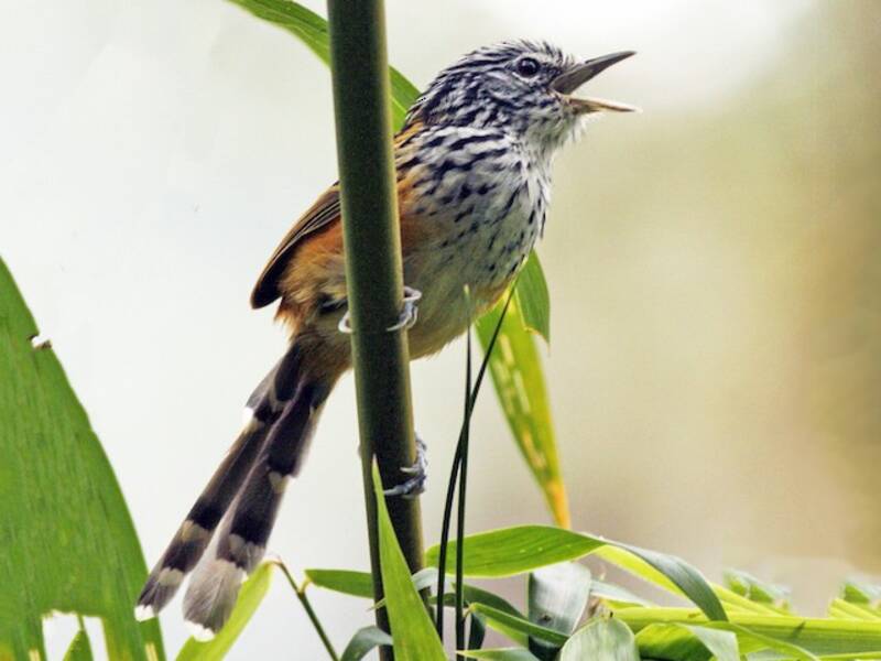 Streak-headed Antbird