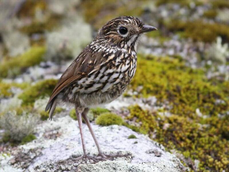 Stripe-headed Antpitta, Photos 2