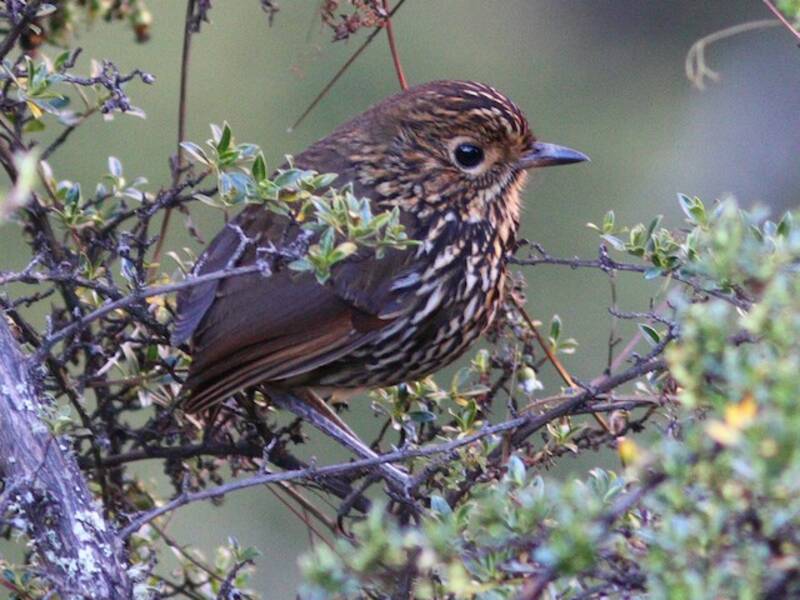 Stripe-headed Antpitta, Photos 3