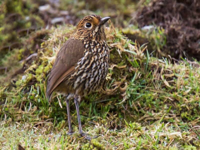 Stripe-headed Antpitta, Photos 4
