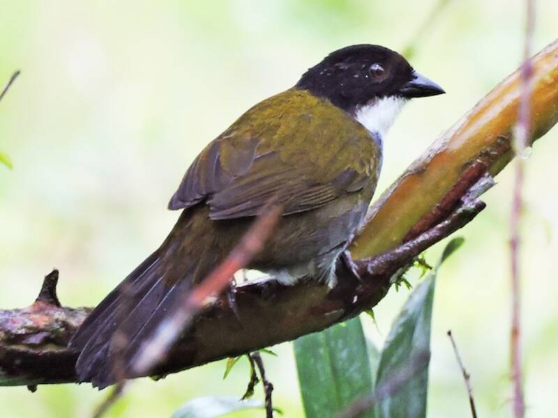 Black-headed Brushfinch, Photos 3