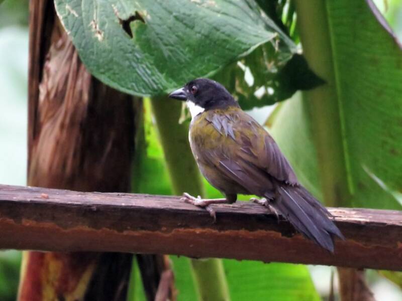 Black-headed Brushfinch, Photos 2