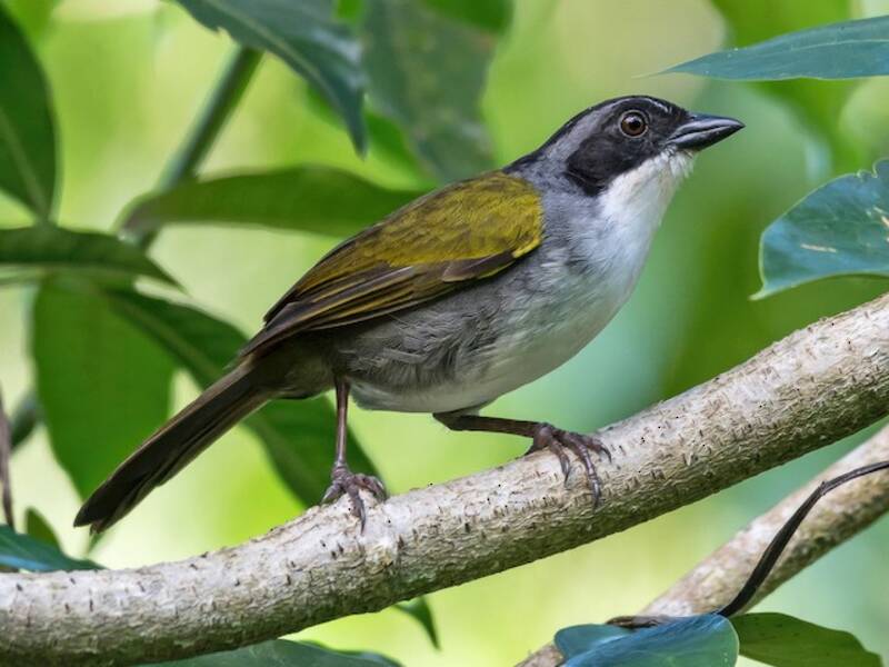 Chilero Costarricense, Fotos 3