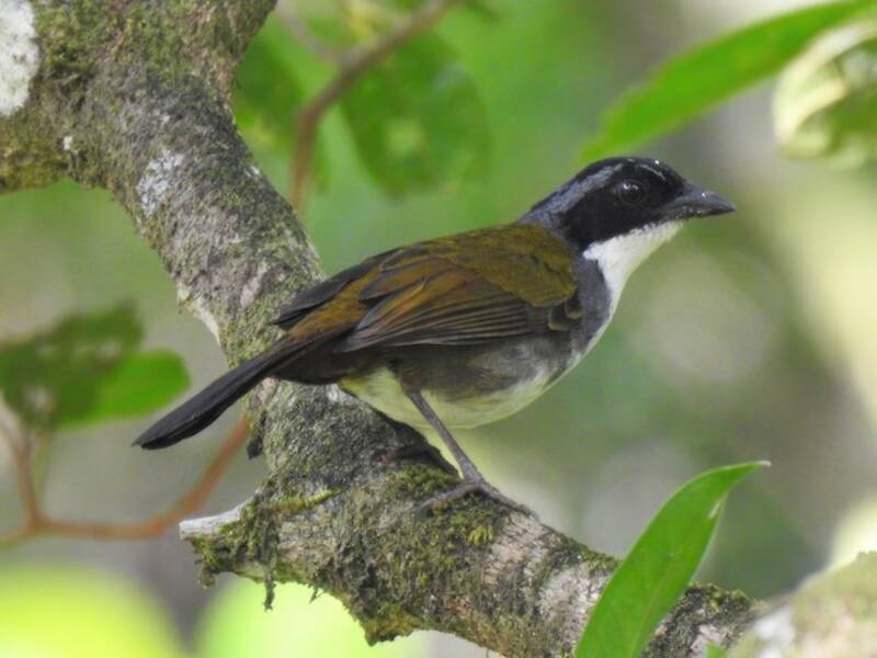 Chilero Costarricense