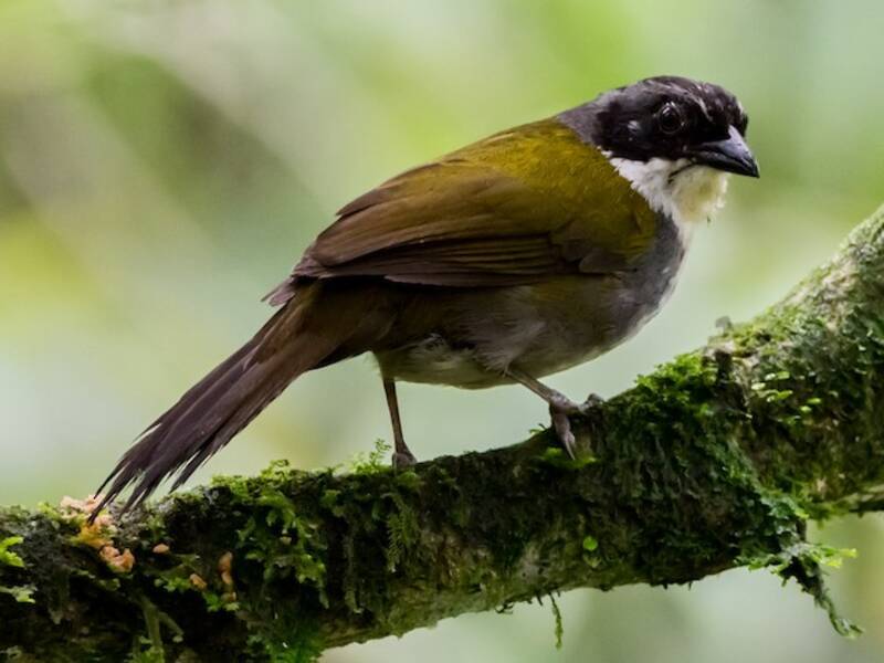 Chilero Costarricense, Fotos 4