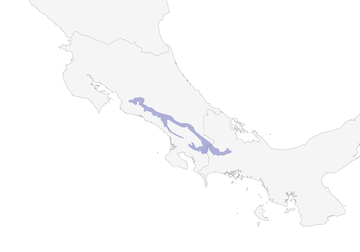 Chilero Costarricense, Distribución 1