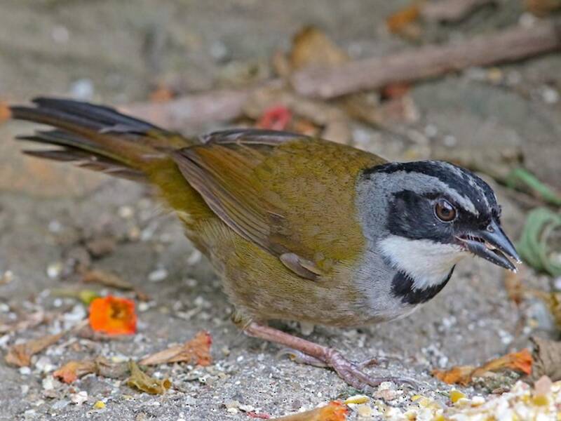 Sierra Nevada Brushfinch