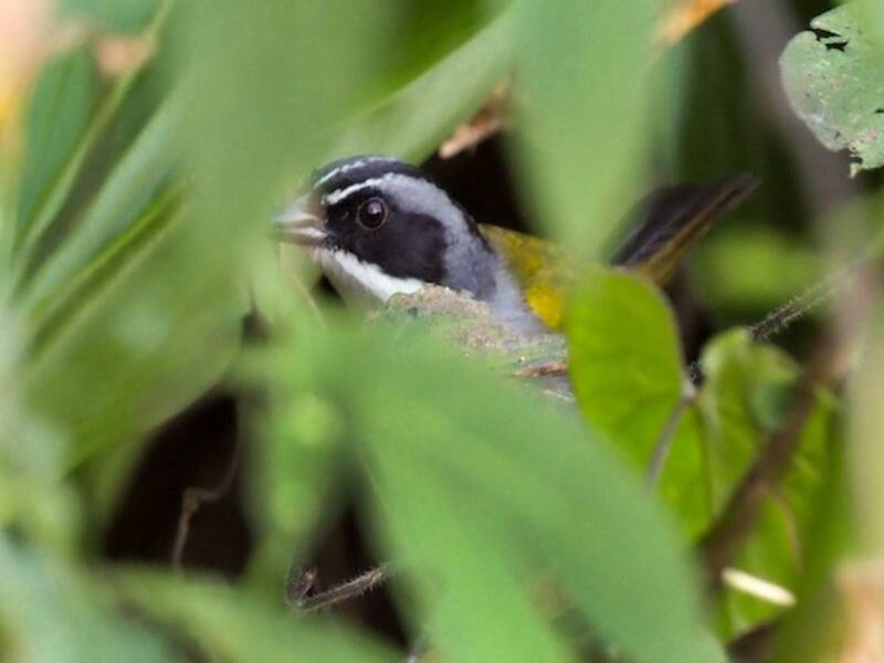 Perija Brushfinch, 照片 2