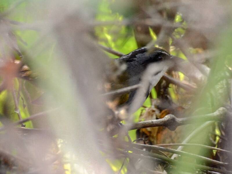 Perija Brushfinch, 照片 3
