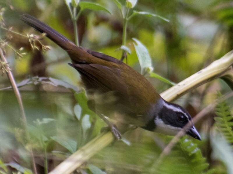 Caracas-Buschammer, Fotos 4