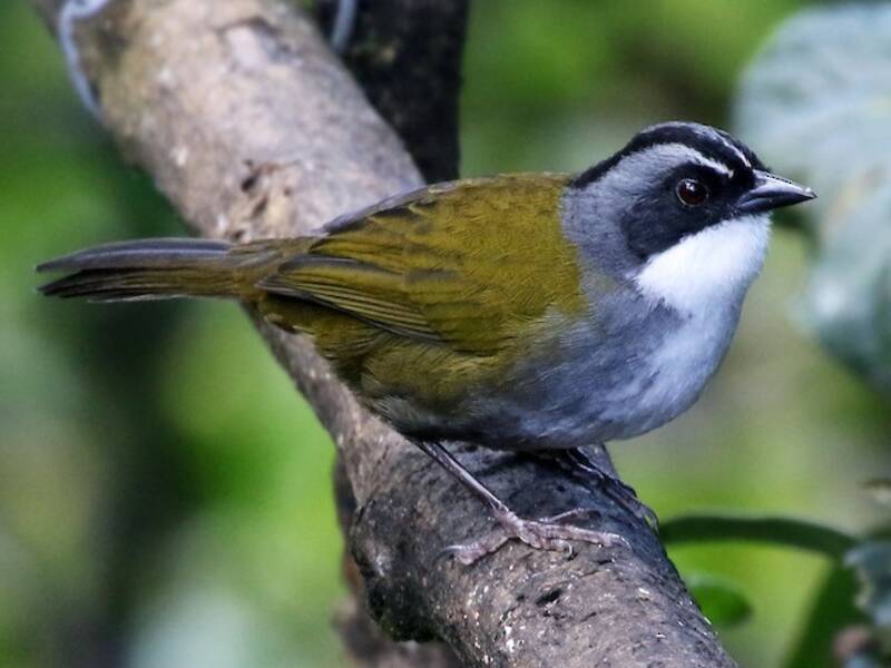 Gray-browed Brushfinch, 照片 3