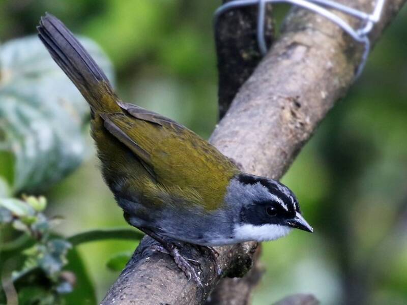 Gray-browed Brushfinch, 照片 2
