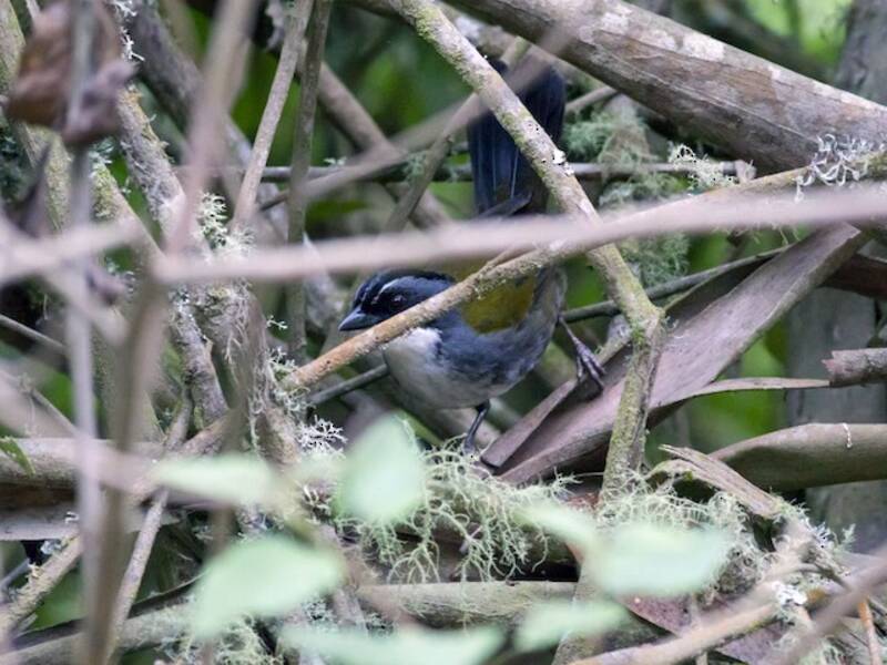 Gray-browed Brushfinch, 照片 4