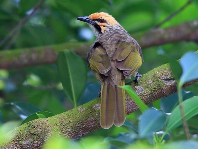 Bulbul de cabeza pajiza, Fotos 4