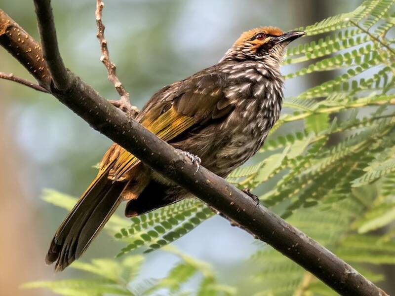 Bulbul de cabeza pajiza, Fotos 3