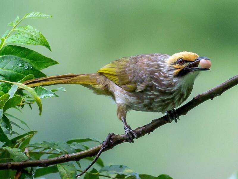 Bulbul de cabeza pajiza, Fotos 2