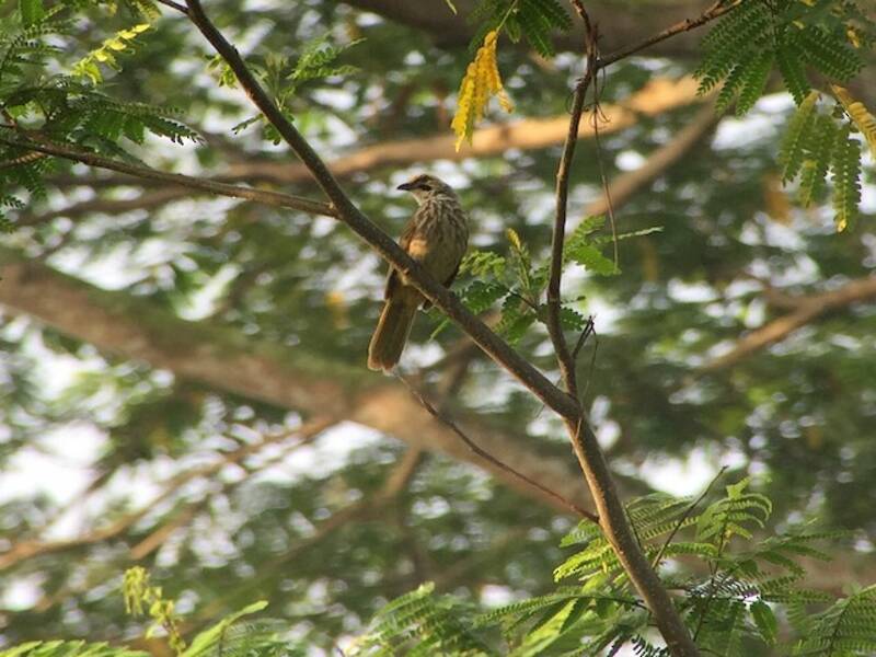 Bulbul à tête d'or