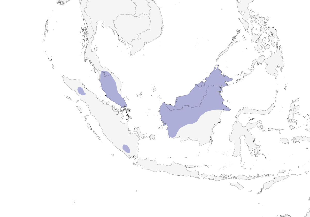 Bulbul de cabeza pajiza, Distribución 1