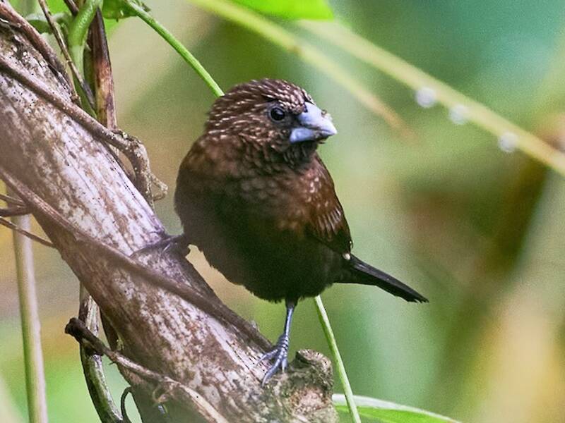 Streak-headed Munia