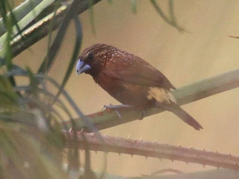 Streak-headed Munia, Photos 3