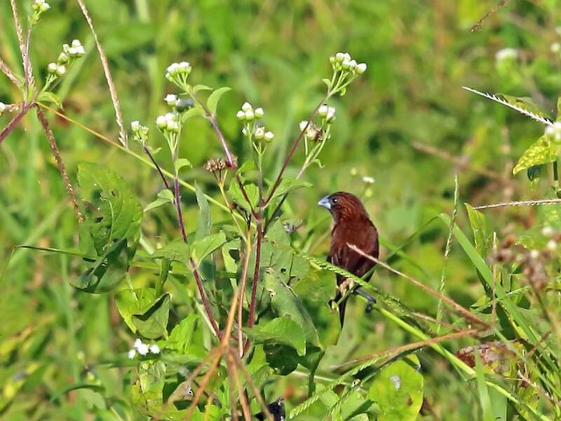 Streak-headed Munia, Photos 2