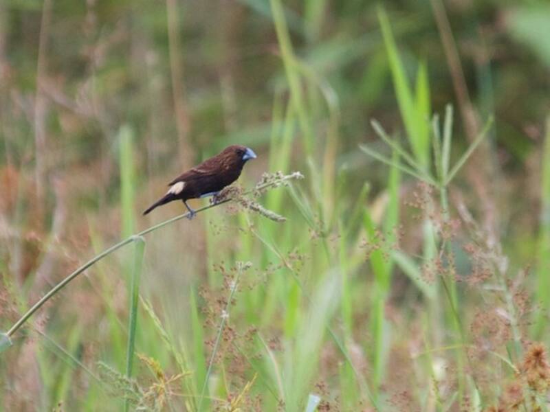 Streak-headed Munia, Photos 4