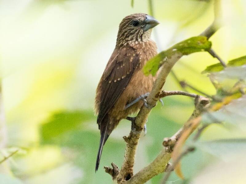 White-spotted Munia