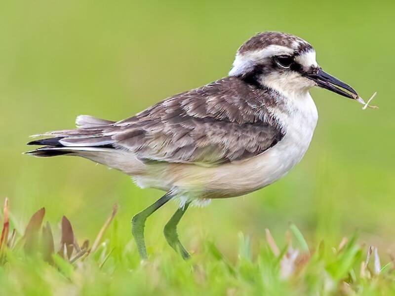 St. Helena Plover, Photos 3