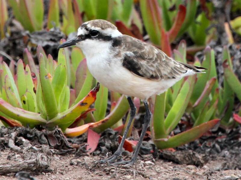 St. Helena Plover, Photos 2