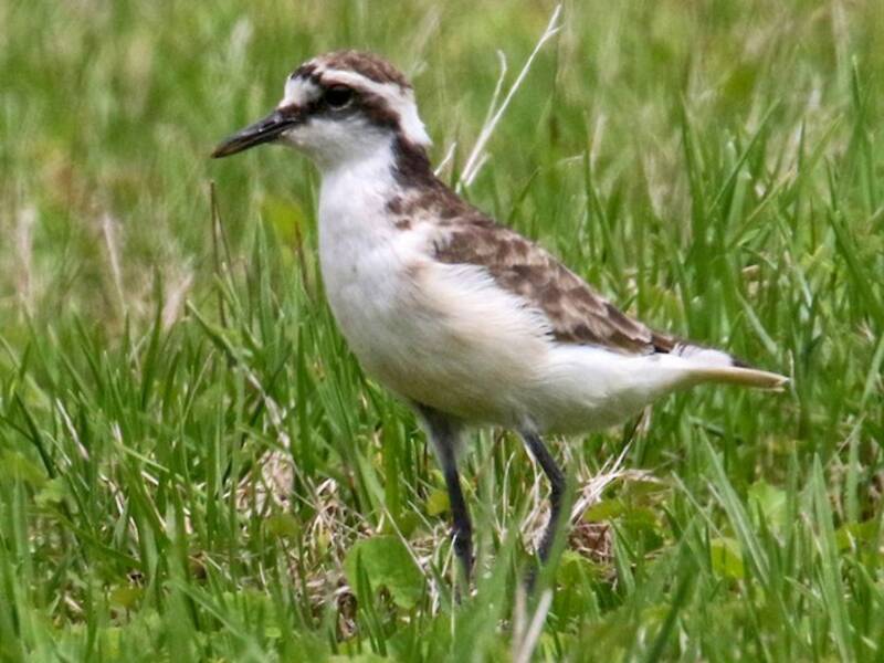 St. Helena Plover