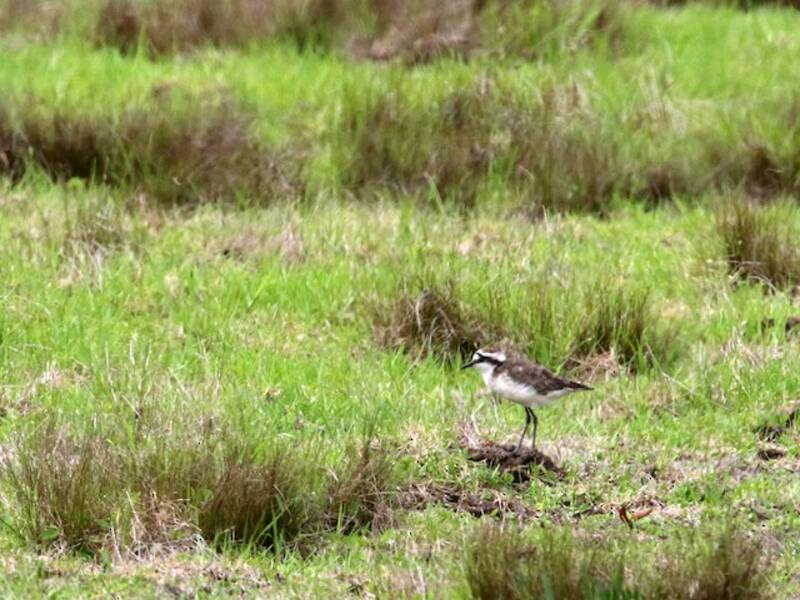 St. Helena Plover, Photos 4