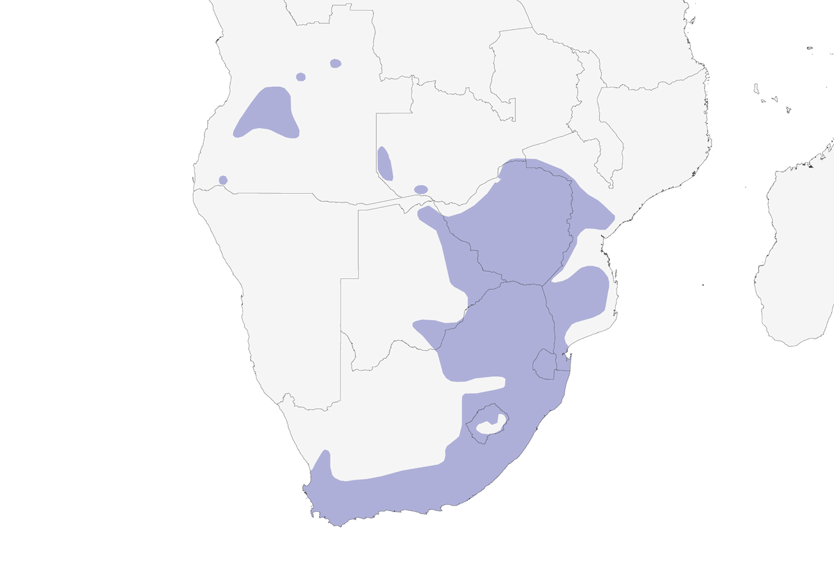 Semillero Cabeciestriado, Distribución 1
