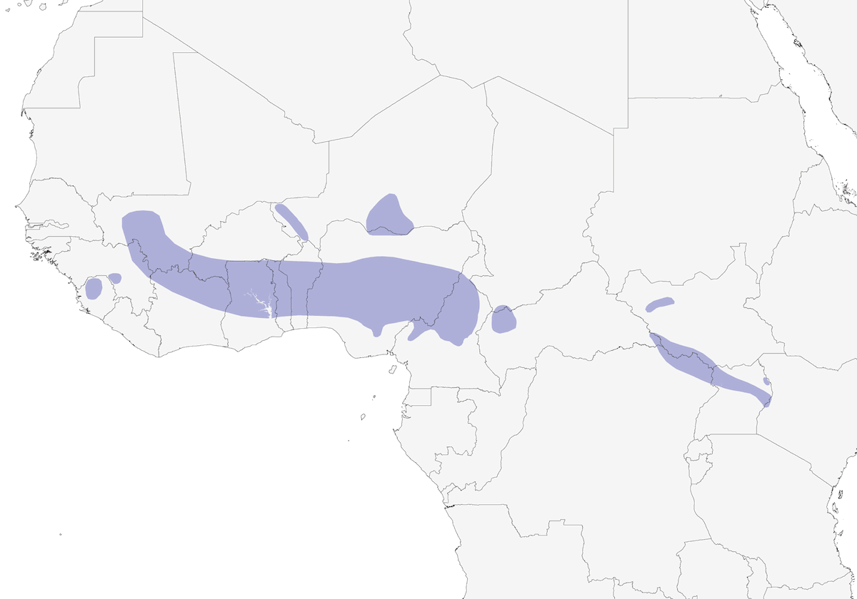 Saltatore dell'Africa occidentale, Distribuzione 1