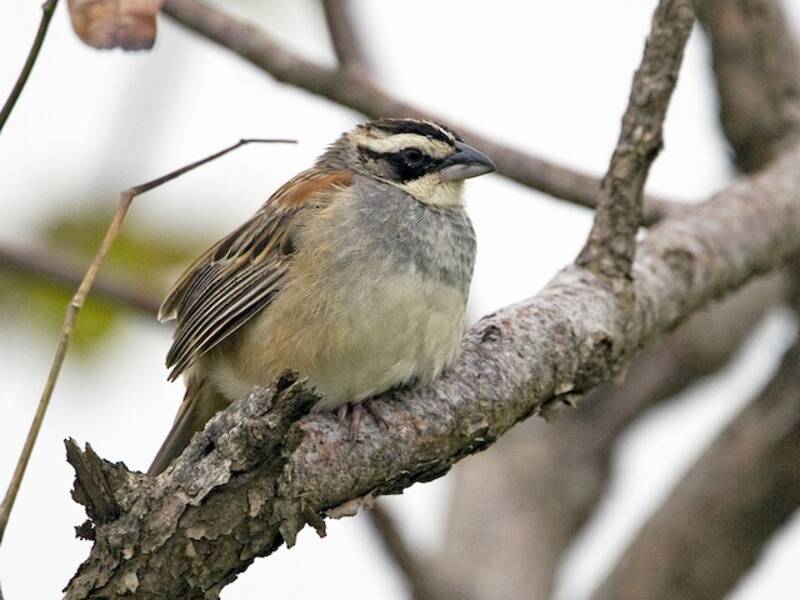 Stripe-headed Sparrow