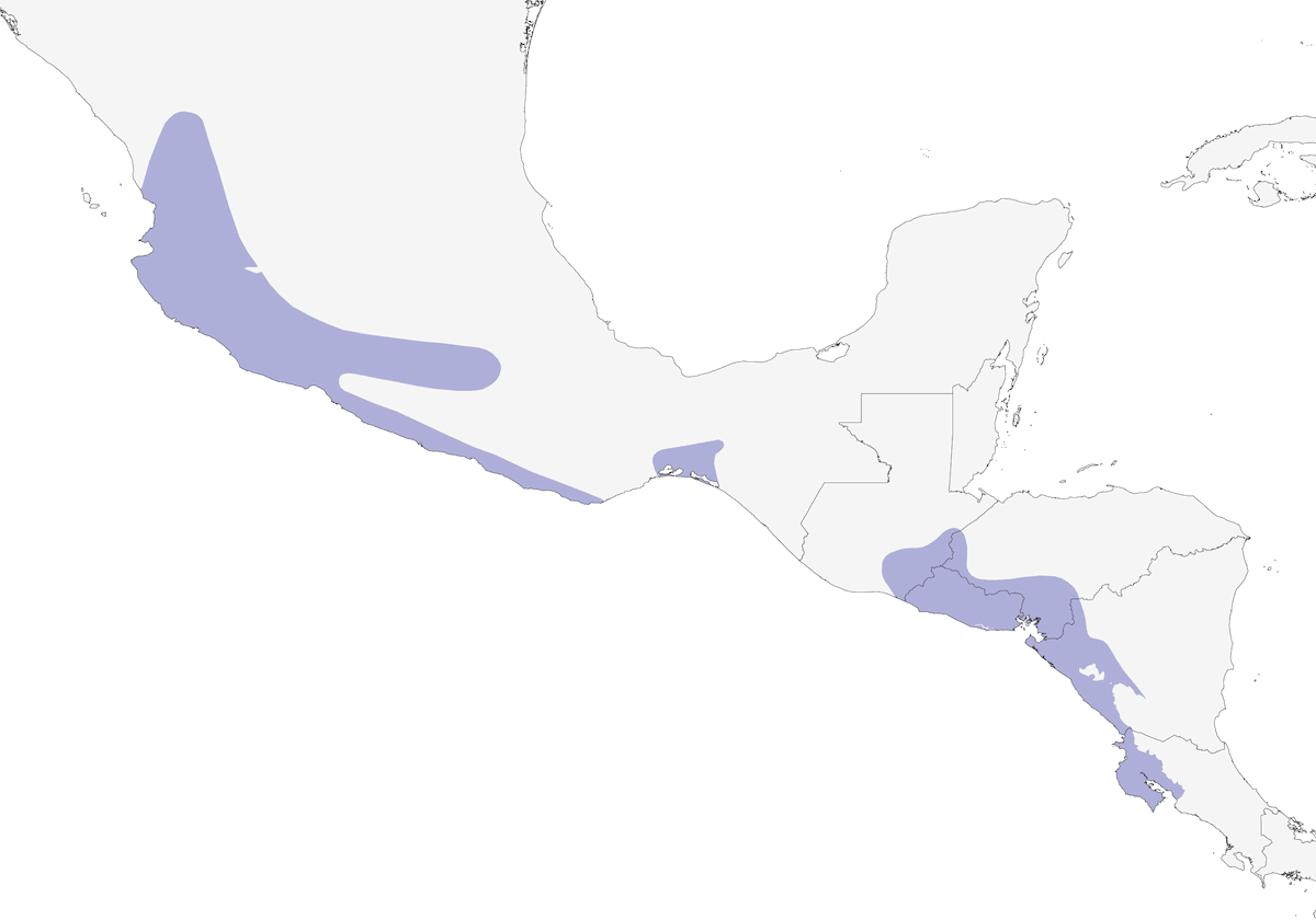 Gorrión Cabecirrayado, Distribución 1