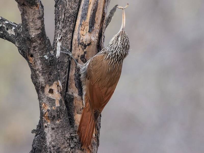 Streak-headed Woodcreeper, 照片 4