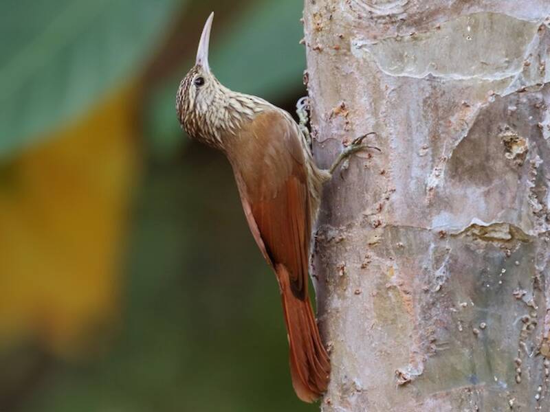 Streak-headed Woodcreeper, 照片 3