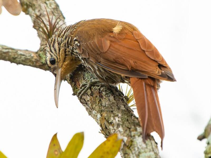 Streak-headed Woodcreeper